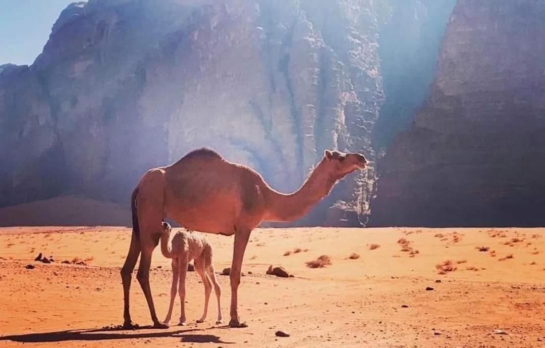 Ammar Rum Camp And Tours Wadi Rum Zewnętrze zdjęcie